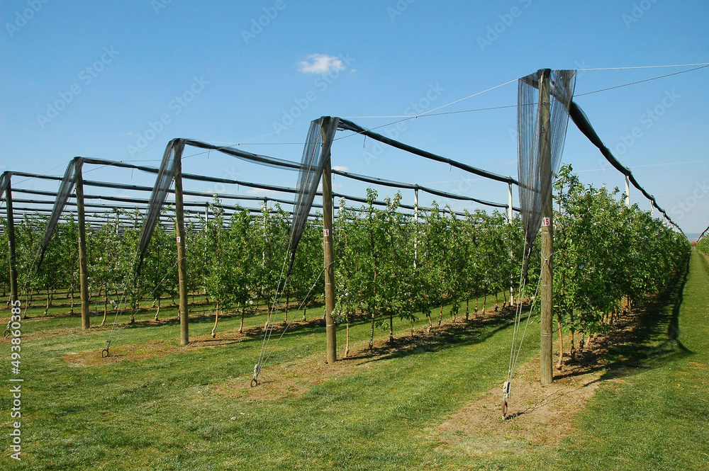 Apple orchard with protective nets against hail