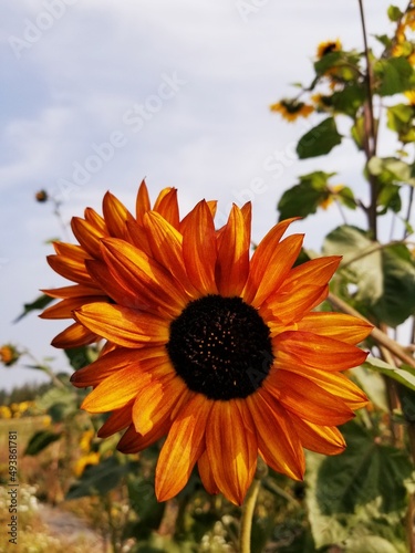 orange flower on sky