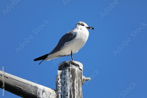 seagull on the roof