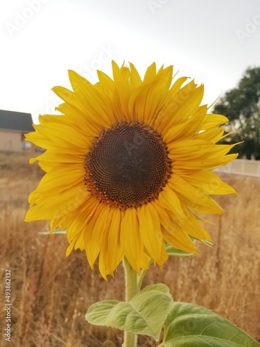 single sunflower