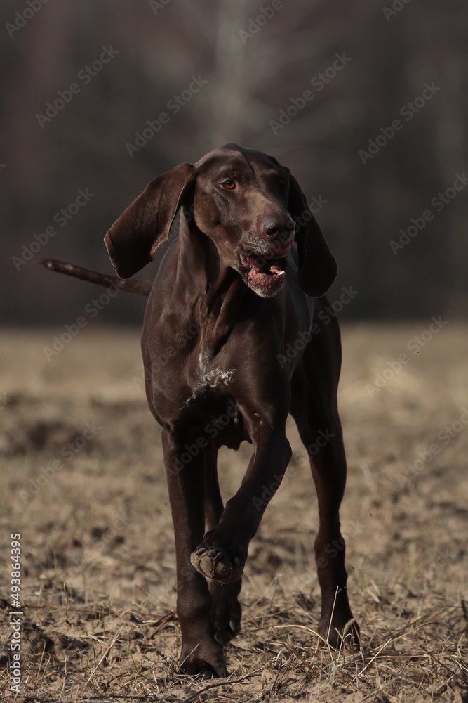 a pointer running across the field, retrieving