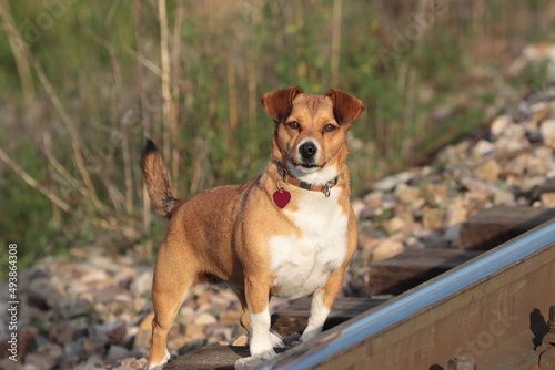 jack russell terrier playing