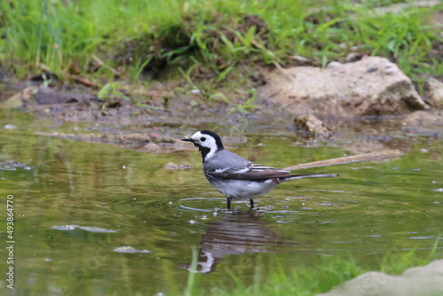 a bird dripping in a puddle, gray wagtail