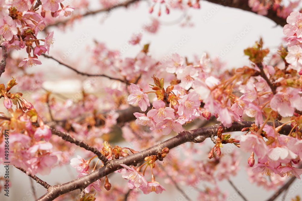 河津桜 河津桜