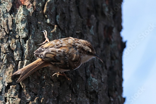 creeper bird on a tree