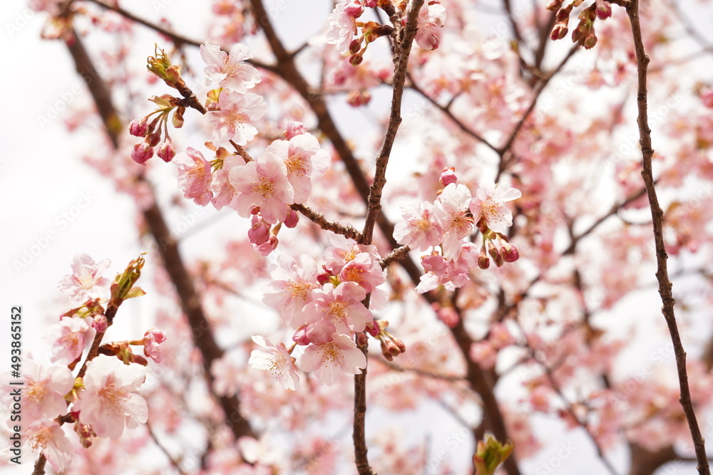 河津桜 河津桜