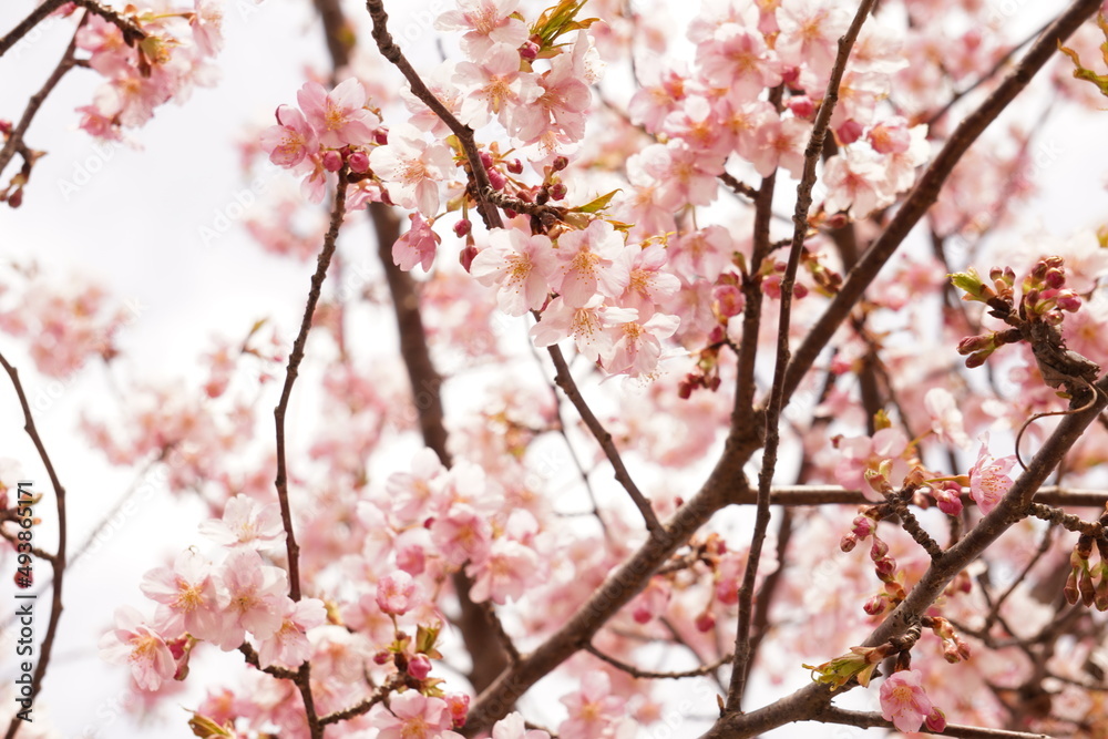 河津桜 河津桜