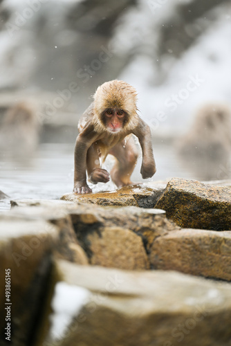 Canvas Print A baby monkey coming up from the hot spring.