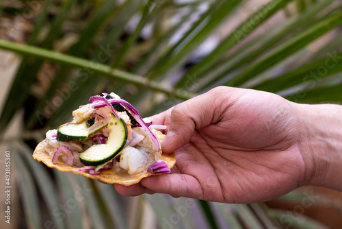 Mano sosteniendo tostada de aguachile con palmera de fondo  photo