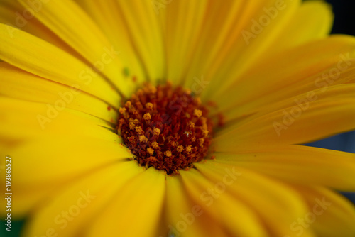 Margarita flower