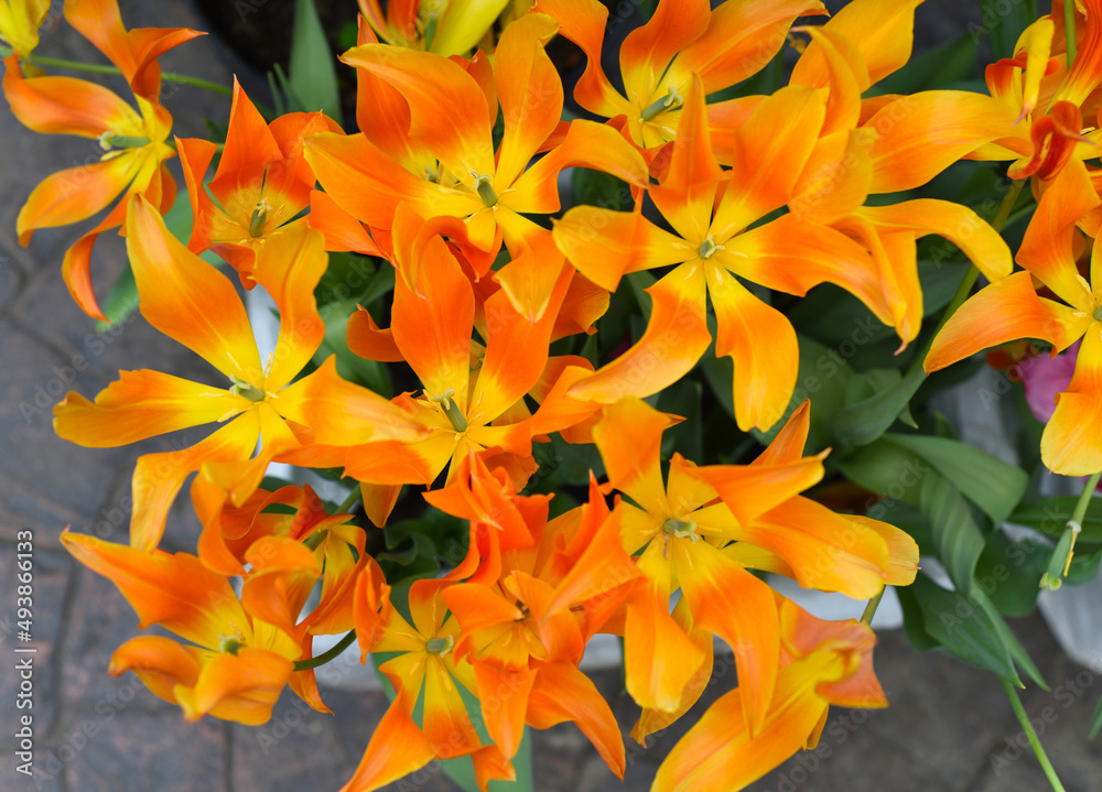 Fototapeta premium Many bright orange tulips background