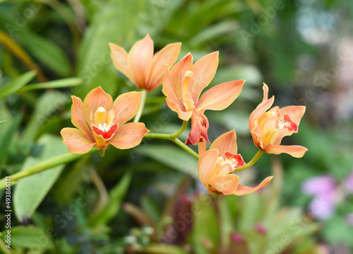 Cymbidium orchid flowers close up