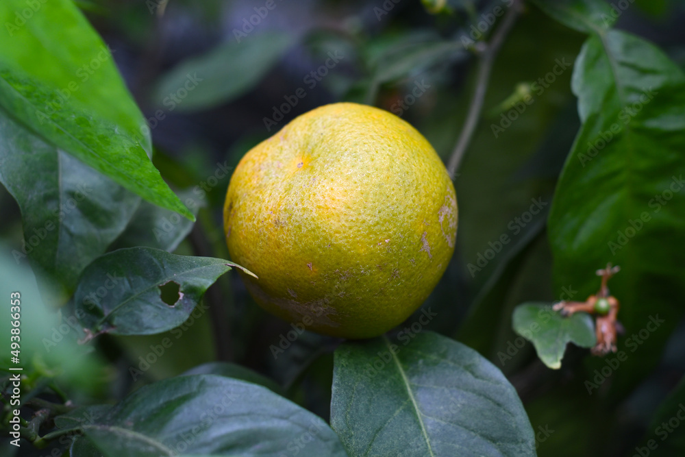 Orange fruit growing on a branch, harvesting