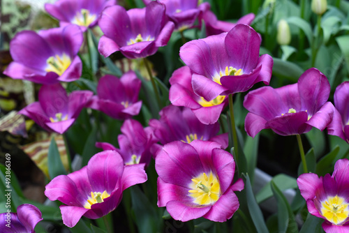 Bright purple tulip Galileo close up