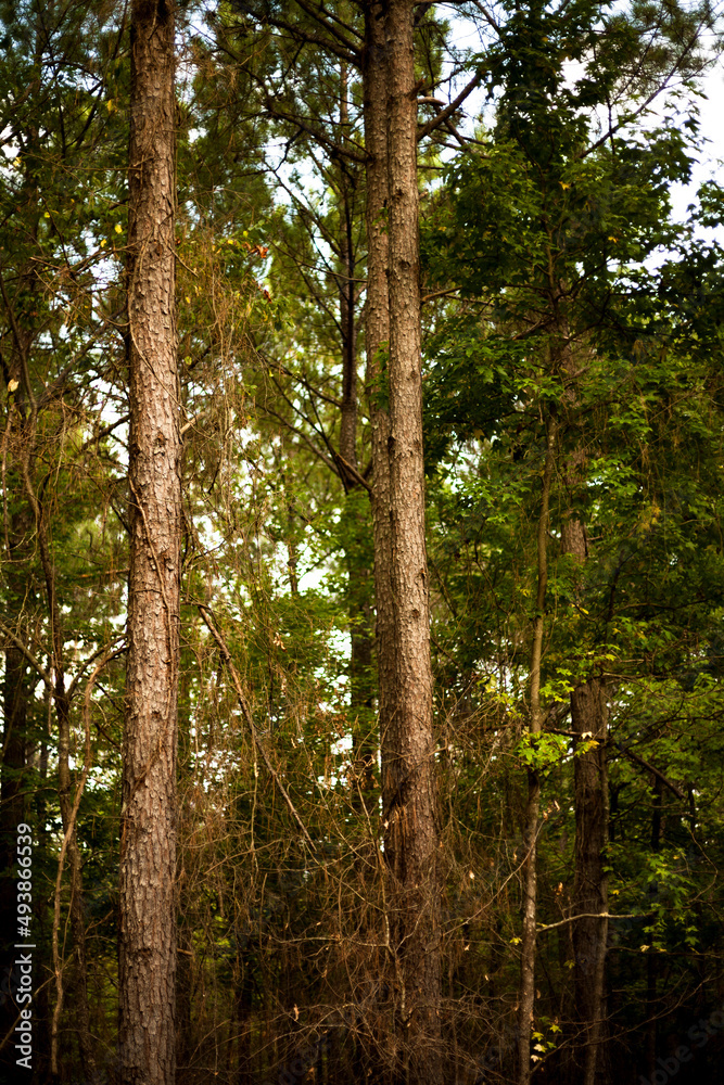 Obraz premium Pine trees