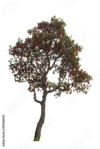 tree side view isolated on white background for landscape and architecture layout drawing  elements for environment and garden