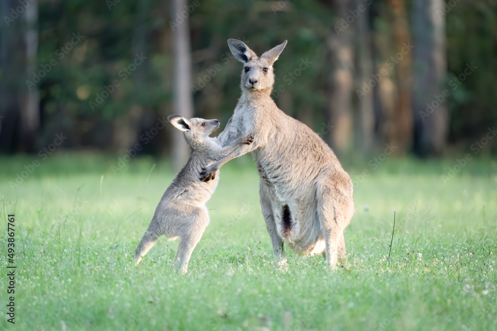 The bond between mother and son kangaroos The bond between mother and son kangaroos