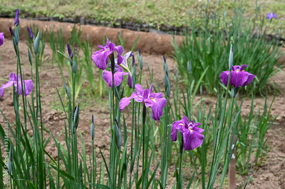 日本庭園で咲く紫色の菖蒲の風景（東京の明治神宮御苑）