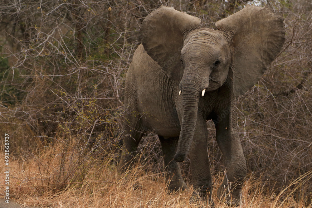 Naklejka premium Elephant on alert in the wild