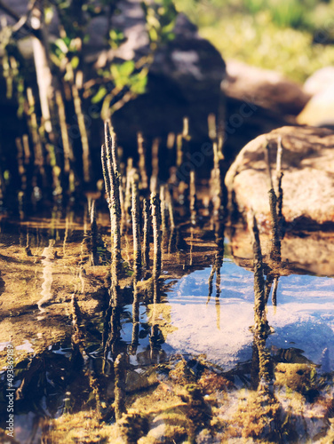 tree sticks in water