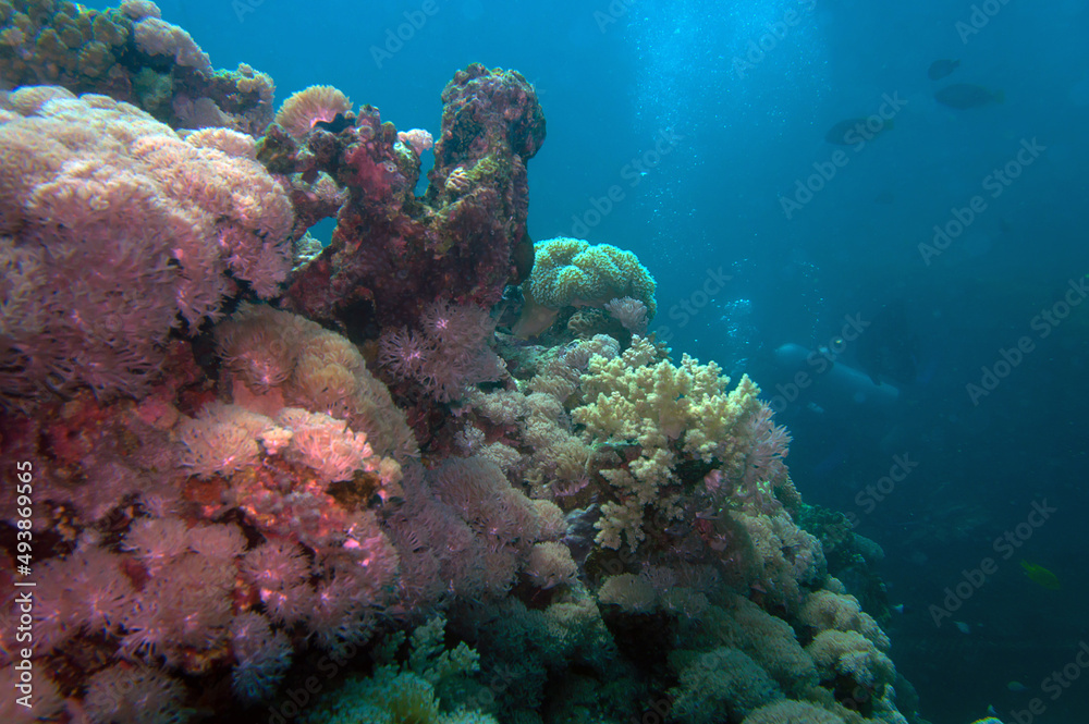 Naklejka premium coral reef in sea