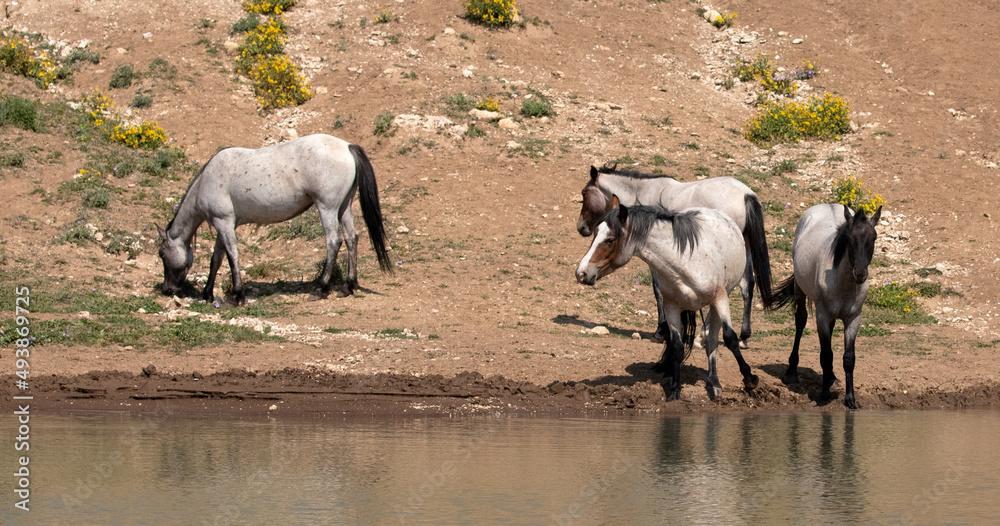 Blue and Red Roan wild horses at the waterhole in the Pryor Mountains wild horse range in Montana United States Blue and Red Roan wild horses at the waterhole in the Pryor Mountains wild horse range in Montana United States