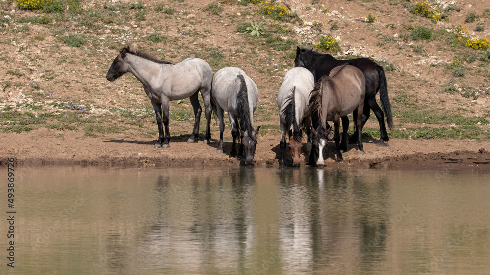 Fototapeta premium Herd of wild horse mustangs drinking at the waterhole in the Pryor Mountains wild horse range in Wyoming United States