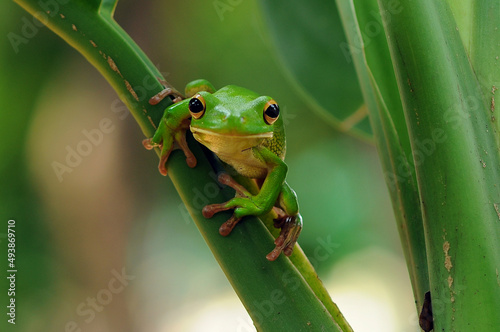 frog in the leaf, frog in the grass,