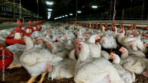 chicken farm poultry farm. Lot of chicken in poultry house evaporation system. Rooster and hen in farm.