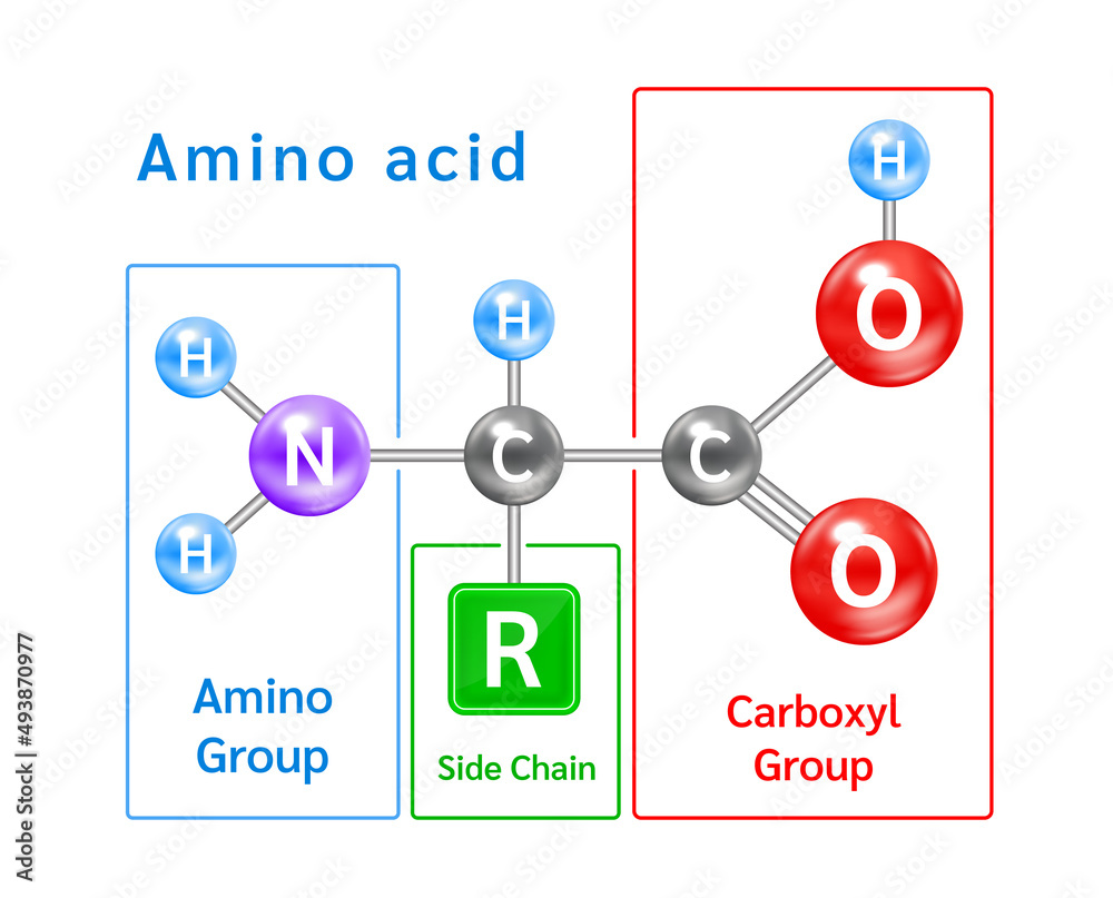 Structure of an alpha amino acid symbol. Amino acid structural chemical