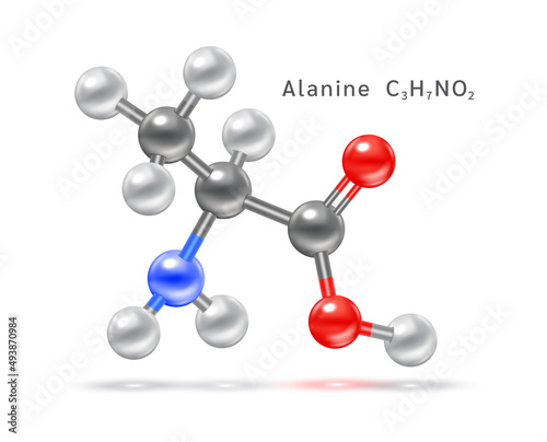 Structure of amino acid symbol. Alanine (Ala, A) structural chemical formula and molecule model. Which are building blocks of proteins and muscle fibers. 3D Vector EPS10 illustration.