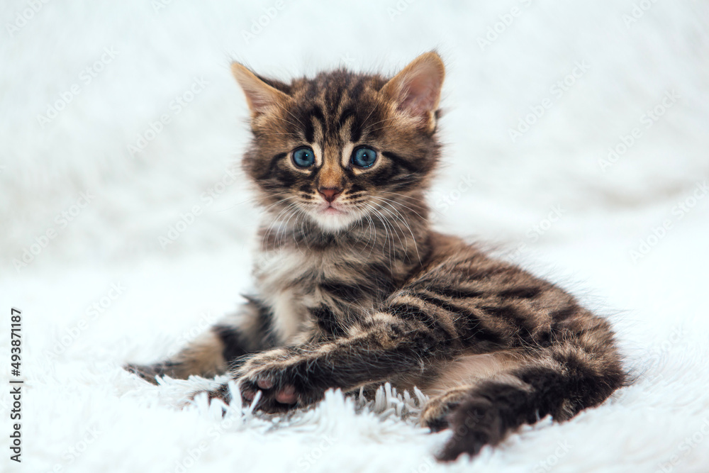 Cute dark grey charcoal long-haired bengal kitten laying on a furry white blanket.