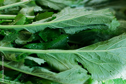 Close up photo of Fresh white turnip greens sitting on wooden table. Beautiful soft sunlight.