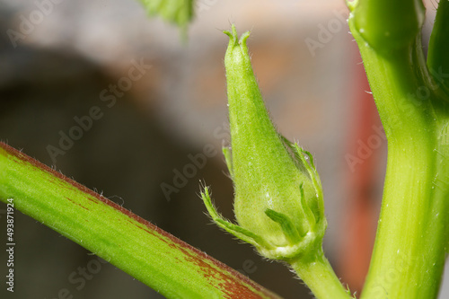 closeup of budding okra plant