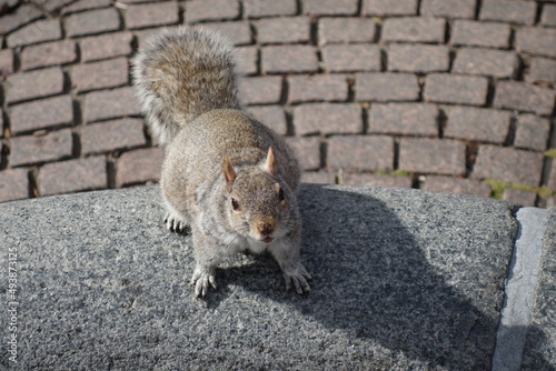 Grey squirrel from above on the paving in a park photo