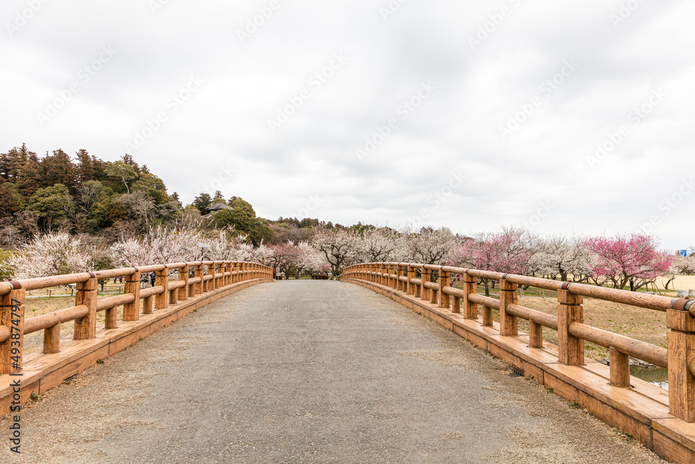 Fototapeta premium 偕楽園の梅