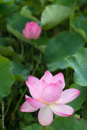 緑の葉をバックにピンクの蓮の花 © varts