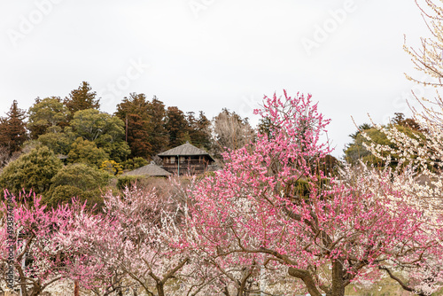 偕楽園の梅 photo
