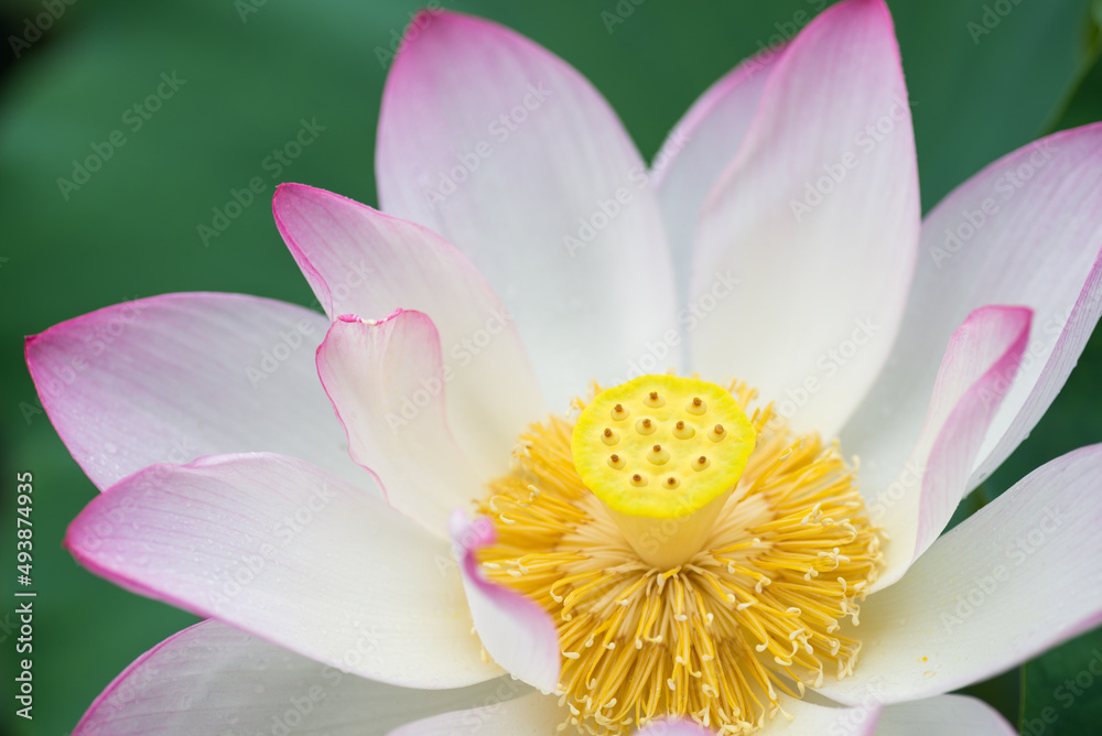 ピンクの縁取りの蓮の花のアップ ピンクの縁取りの蓮の花のアップ