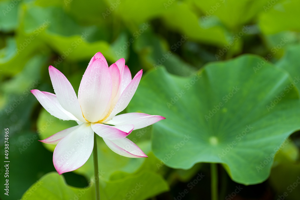 緑の葉とピンクの縁取りの蓮の花