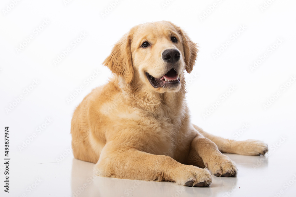 7 month old healthy pure bred golden retriever puppy dog. Portrait on seamless white background. 7 month old healthy pure bred golden retriever puppy dog. Portrait on seamless white background.