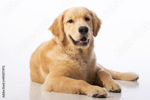 7 month old healthy pure bred golden retriever puppy dog. Portrait on seamless white background. 