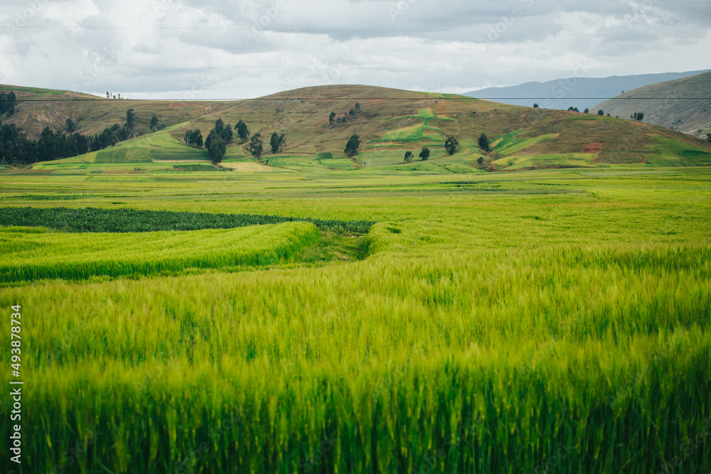 Campo de cebada en los Andes del Perú. Concepto de alimentos