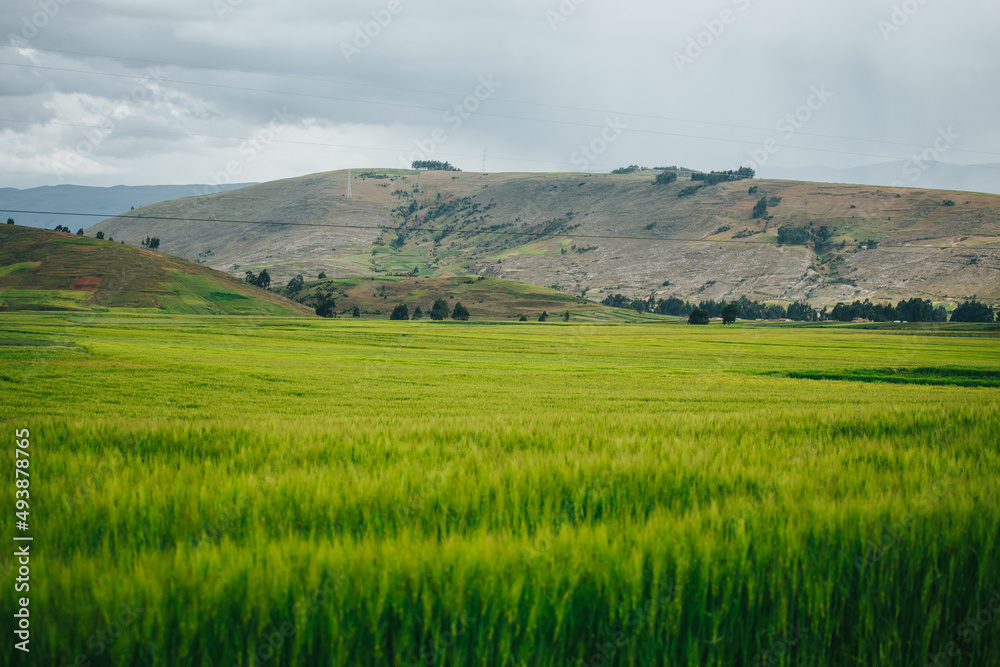 Campo de cebada en los Andes del Perú. Concepto de alimentos
