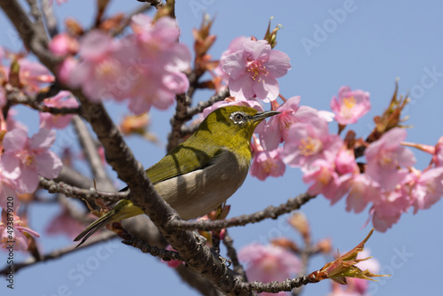 満開の梅の花とメジロ