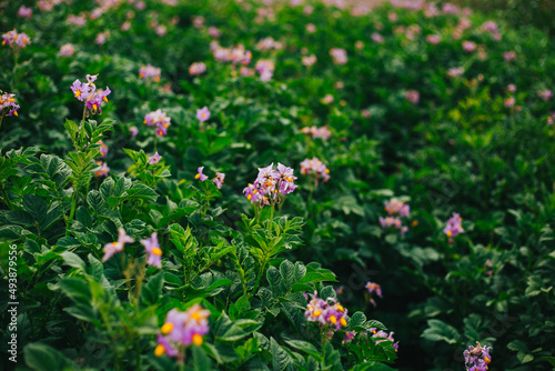 Campos de Papa con flor morada en un valle de los Andes de Peru.