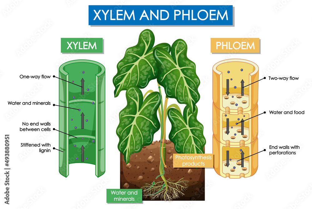 xylem diagram plants