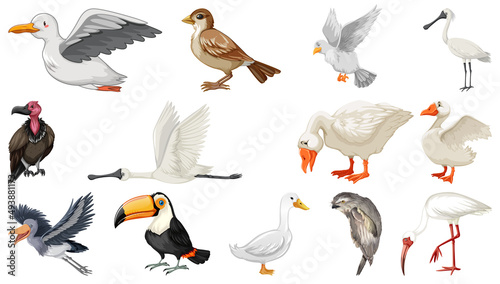 Different kinds of birds collection