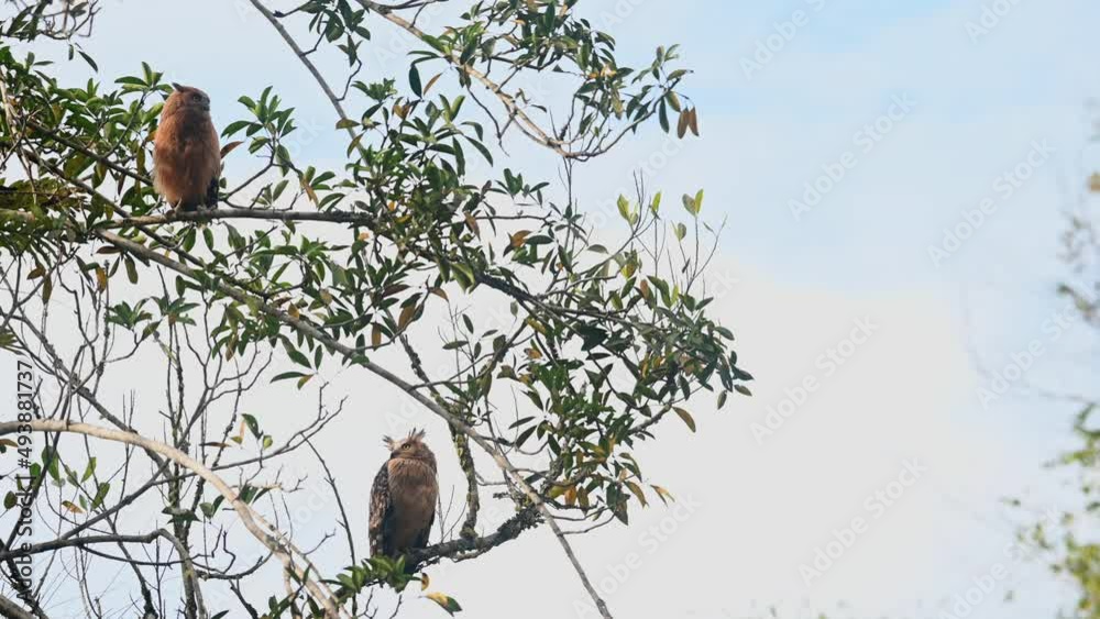 Mother Owl looks down and towards its right while the fledgling above is curious about its new world, Buffy Fish Owl Ketupa ketupu, Khao Yai National Park, Thailand. Mother Owl looks down and towards its right while the fledgling above is curious about its new world, Buffy Fish Owl Ketupa ketupu, Khao Yai National Park, Thailand.