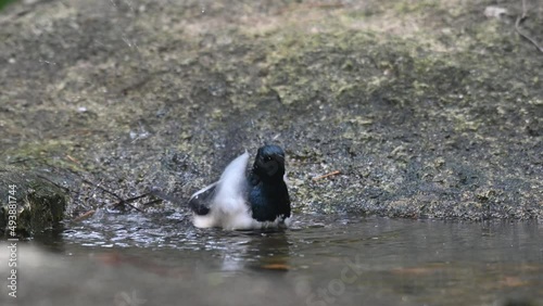 A male individual bathing in a birdbath in the forest, Oriental Magpie-robin Copsychus saularis, Thailand.